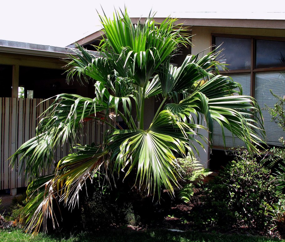 Притчардия Тихоокеанская