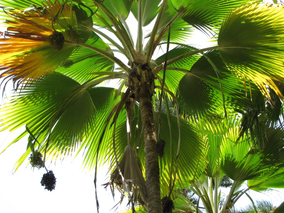 Pritchardia thurstonii