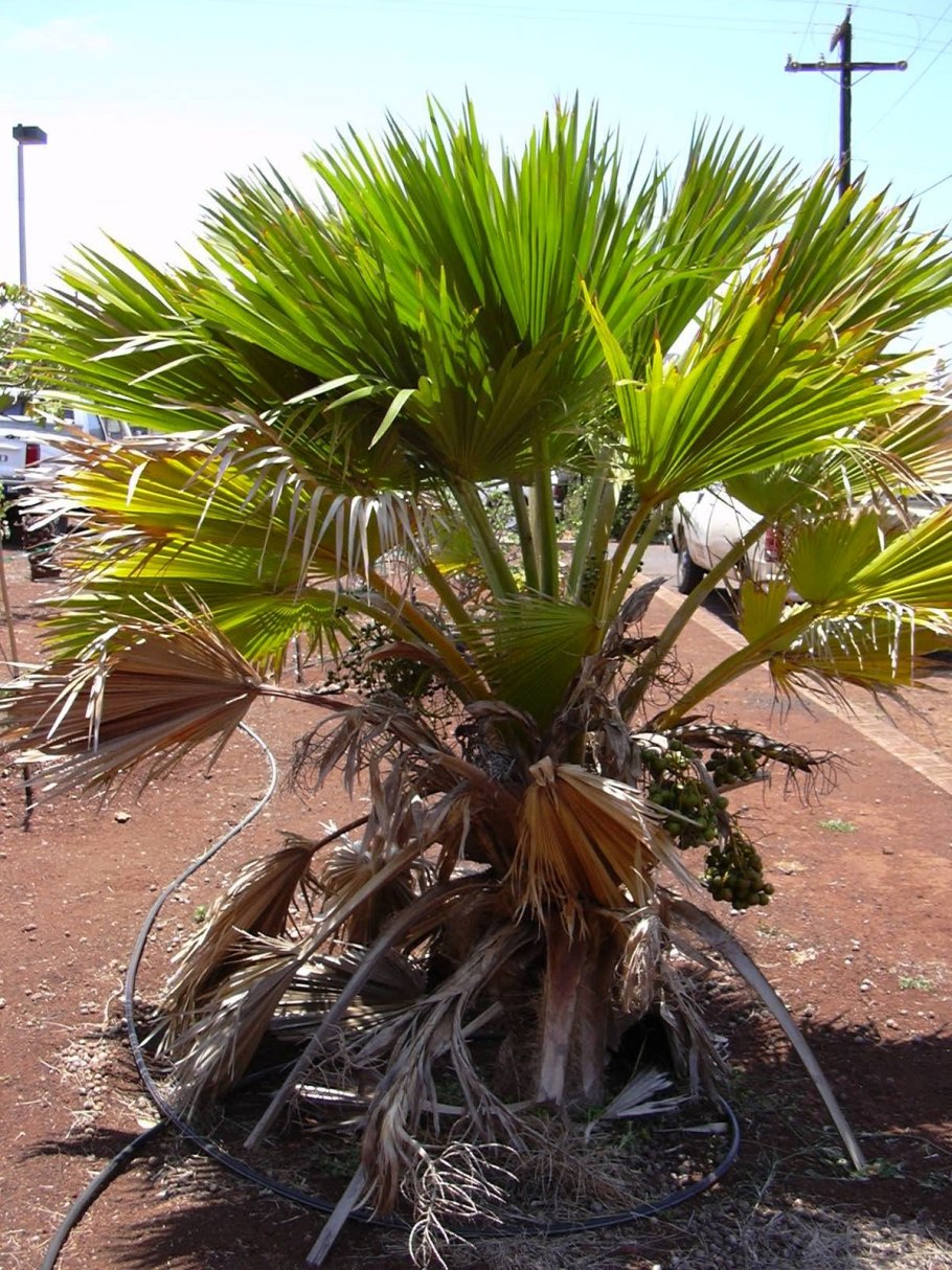 Описание листьев притчардия