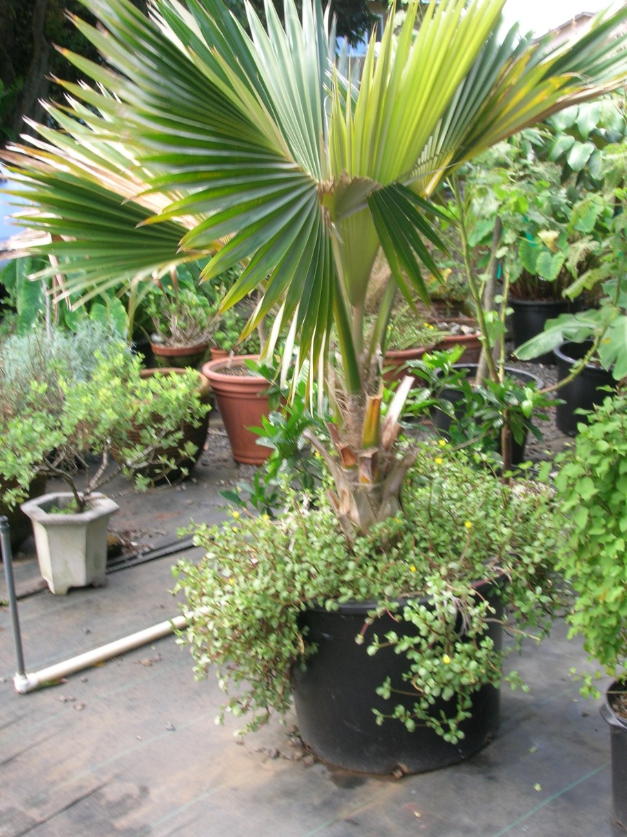 Притчардия дома