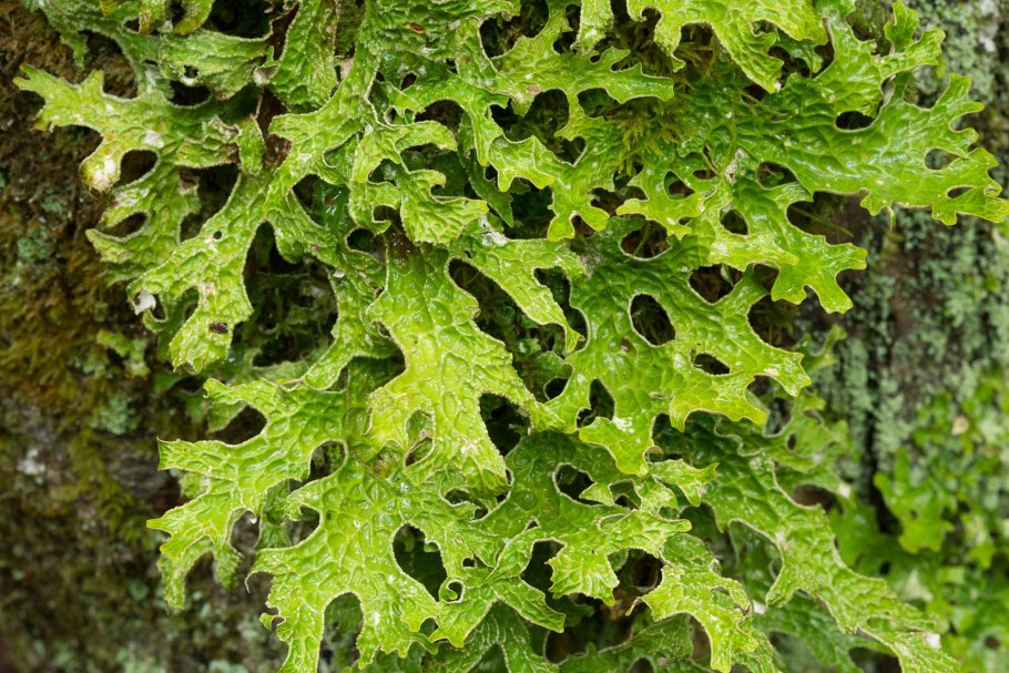 Лобария Пульмонария лишайник