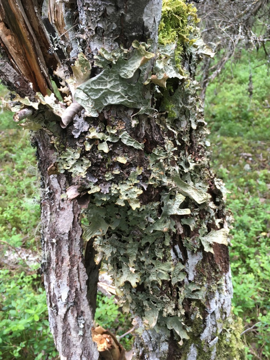 Лобария бородавчатая