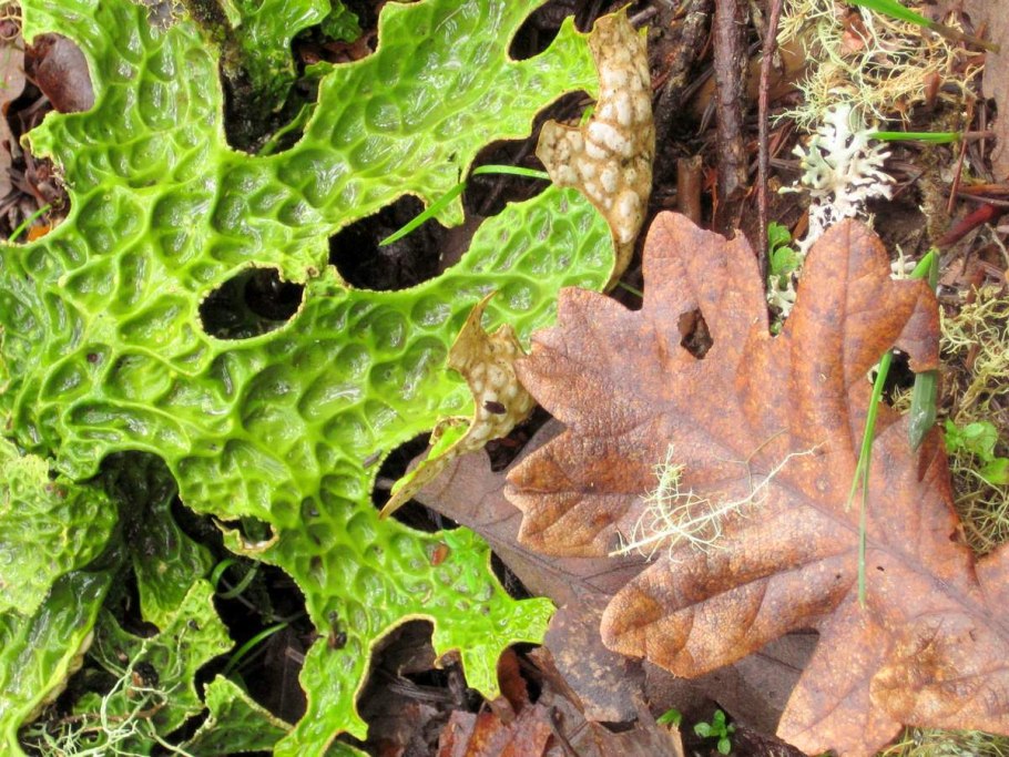 Лишайник Lobaria Pulmonaria