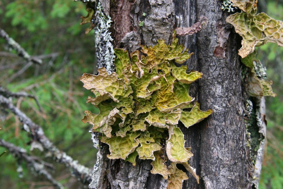 Лобария лёгочная