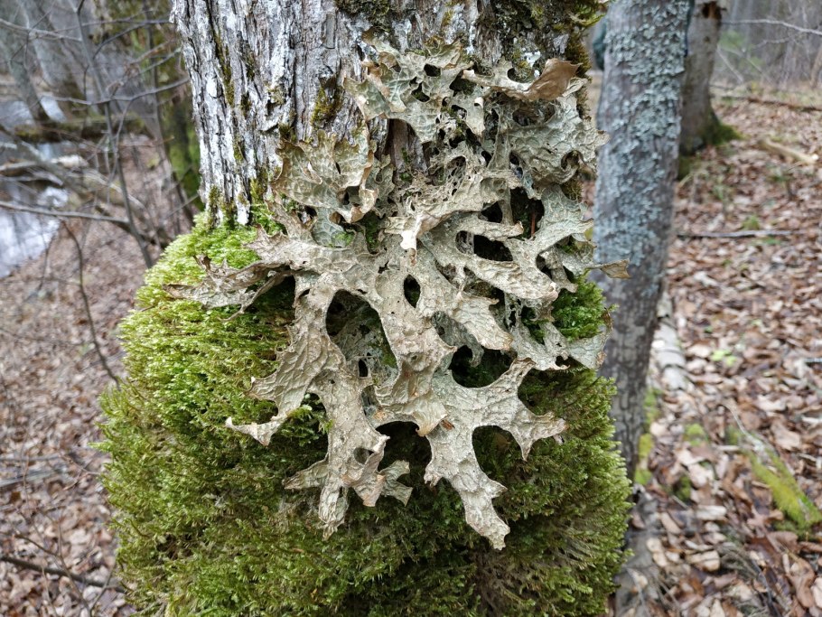 Лобария Пульмонария лишайник