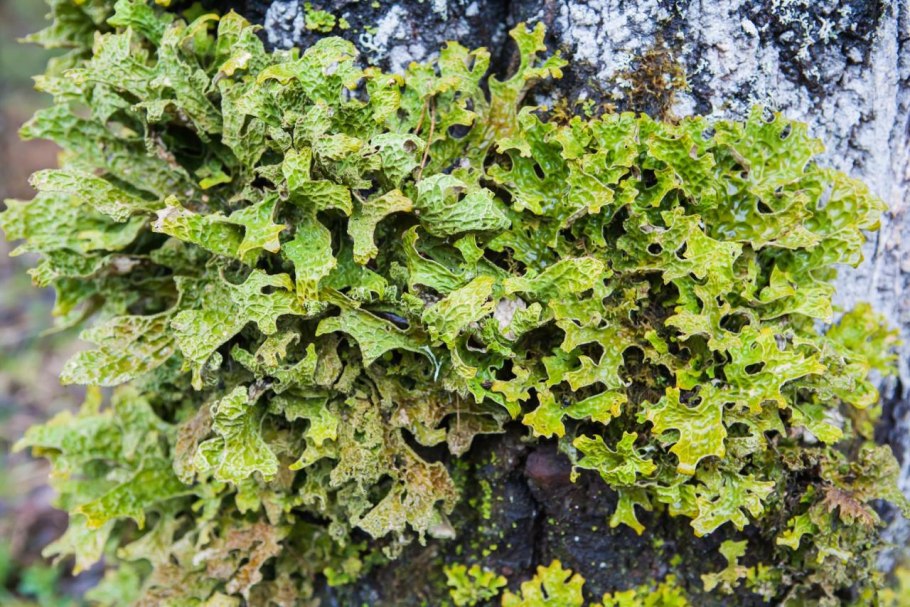 Лобария Пульмонария лишайник