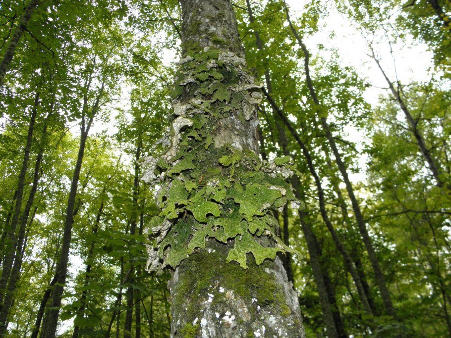 Лишайник лобария Виренс