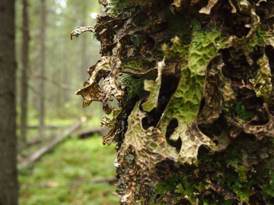 Лобария лишайник