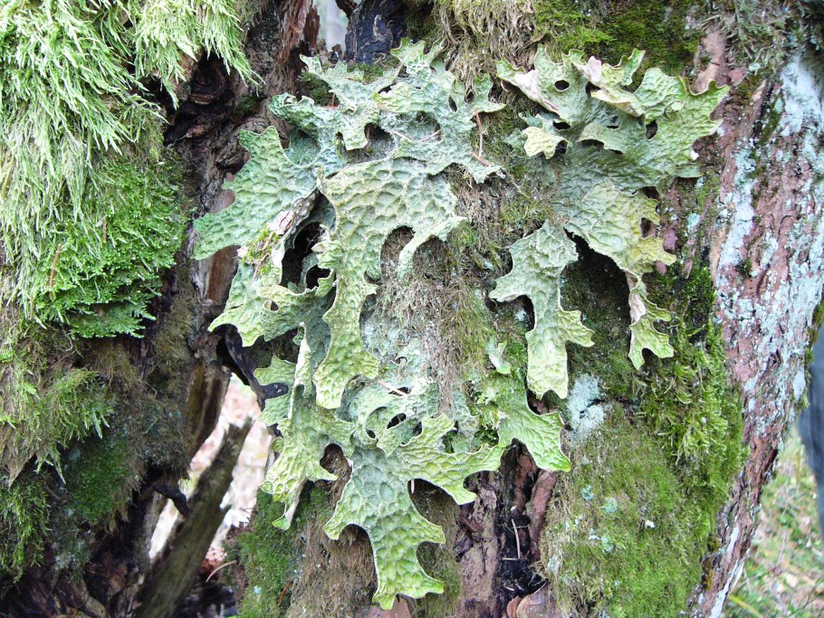 Лобария Пульмонария