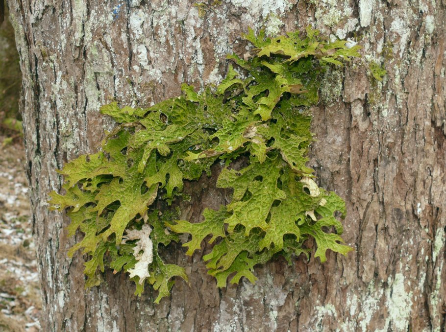 Лишайник Lobaria Pulmonaria