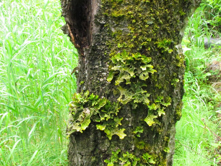 Лобария бородавчатая