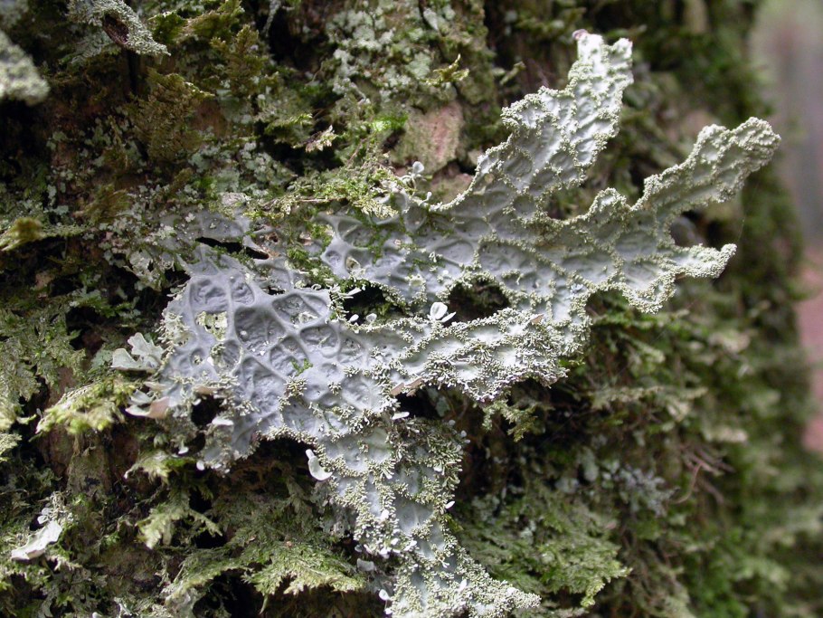 Лобария Пульмонария лишайник