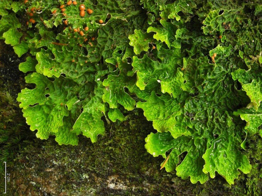 Листоватые лишайники