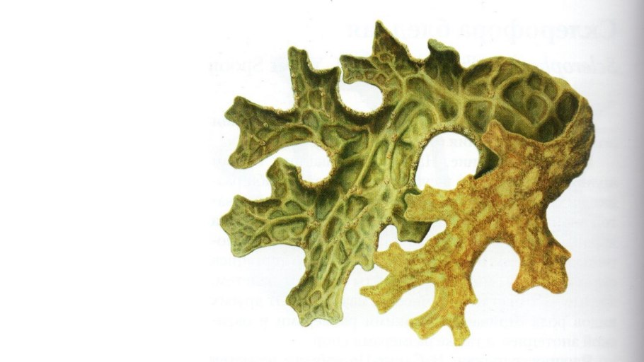 Лобария легочная Lobaria Pulmonaria