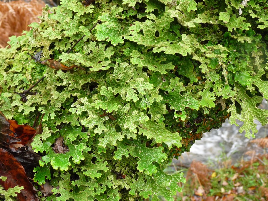 Лобария Пульмонария