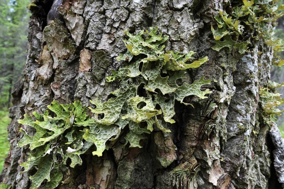 Лобария Пульмонария