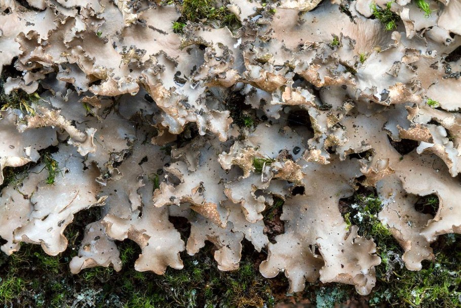 Лобария мох