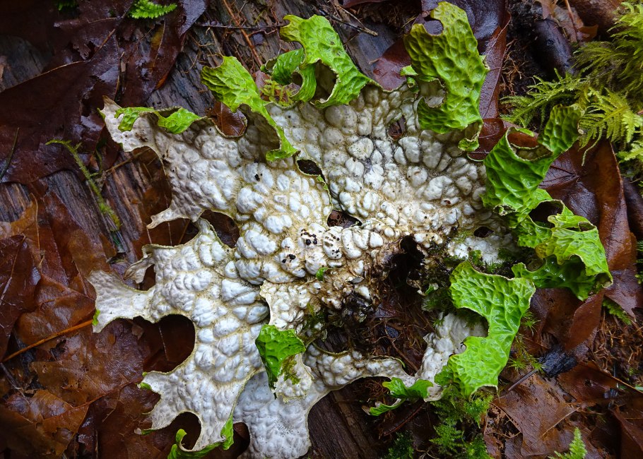Лобария Пульмонария