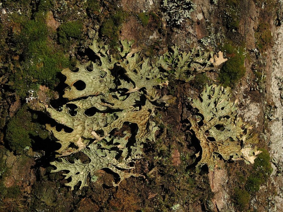 Лобария Пульмонария лишайник