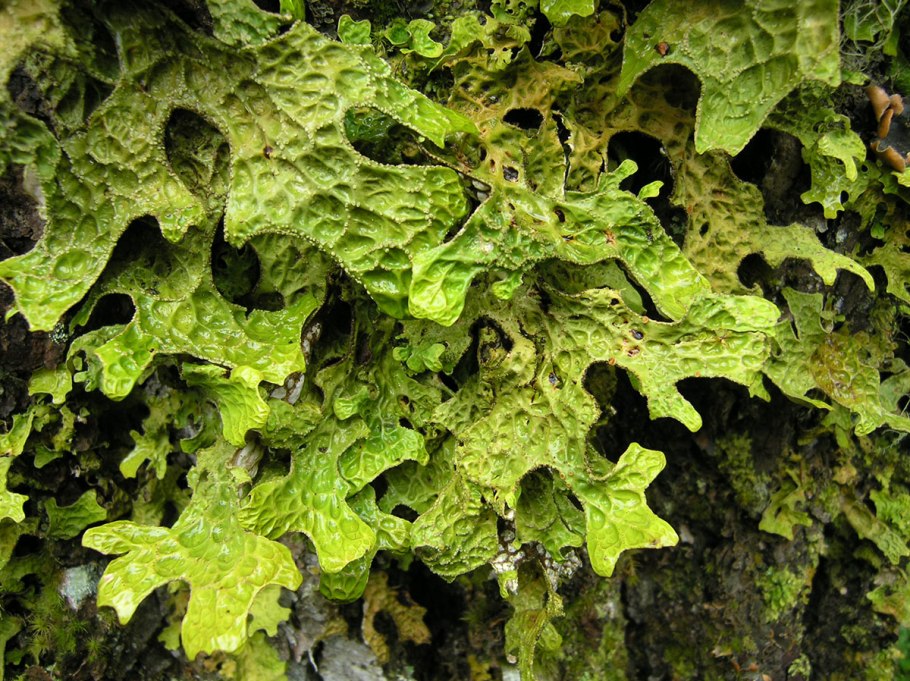 Лобария сетчатая
