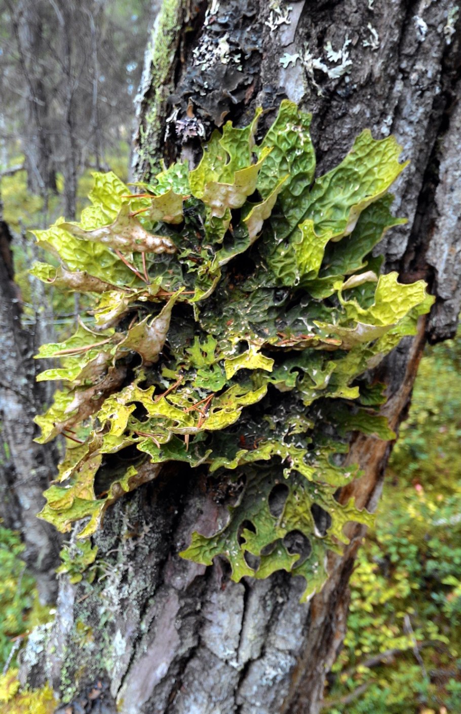 Лобария легочная в Ленинградской области
