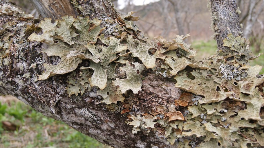 Лишайник лобария пульмонария