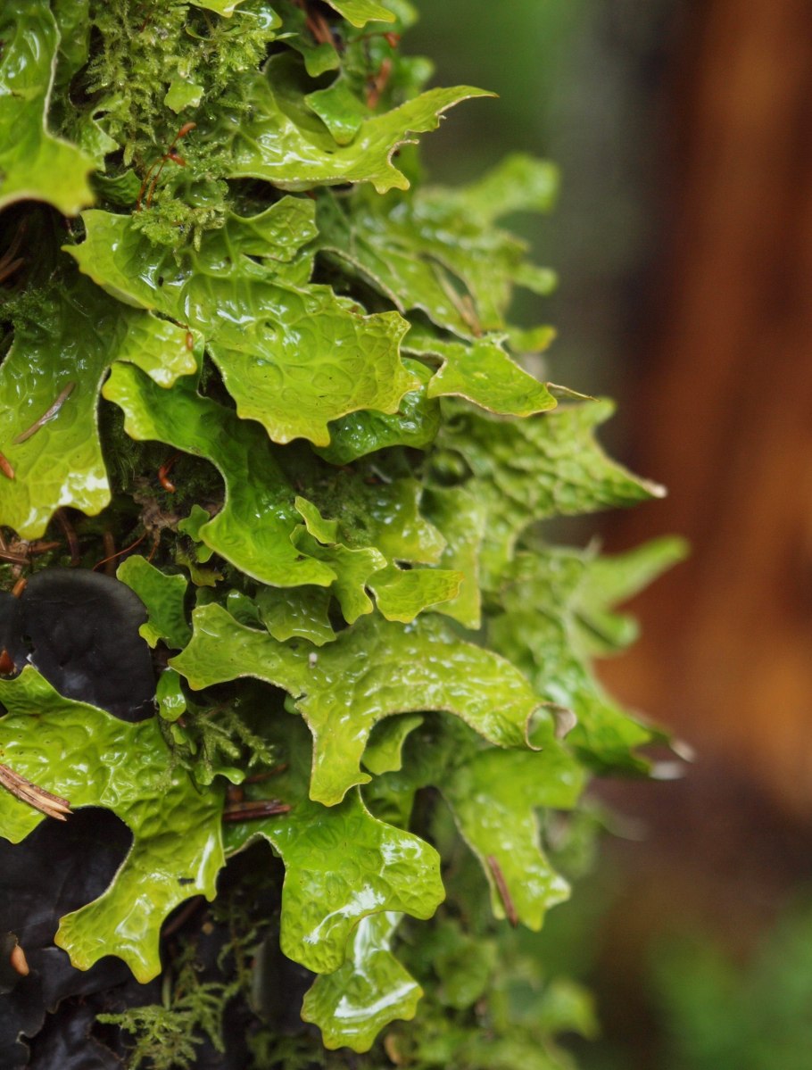 Лобария легочная Лиственный лишайник?