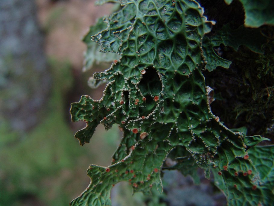 Лобария змея