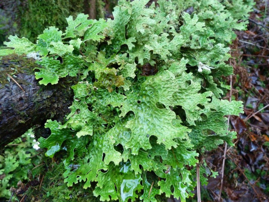 Лобария Халла