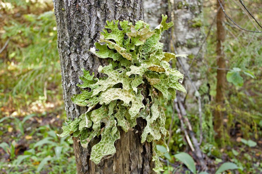 Лобария лишайник