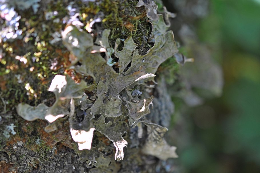 Лобария лёгочная