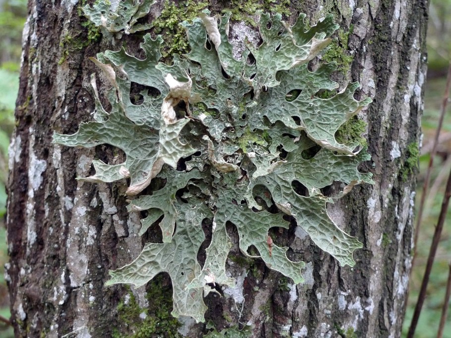 Лобария легочная Lobaria Pulmonaria