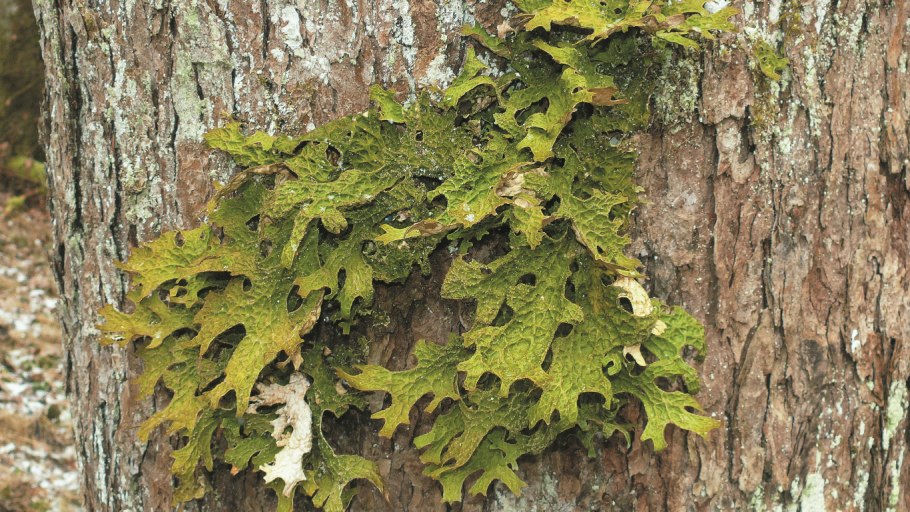 Листоватые лишайники Карелии