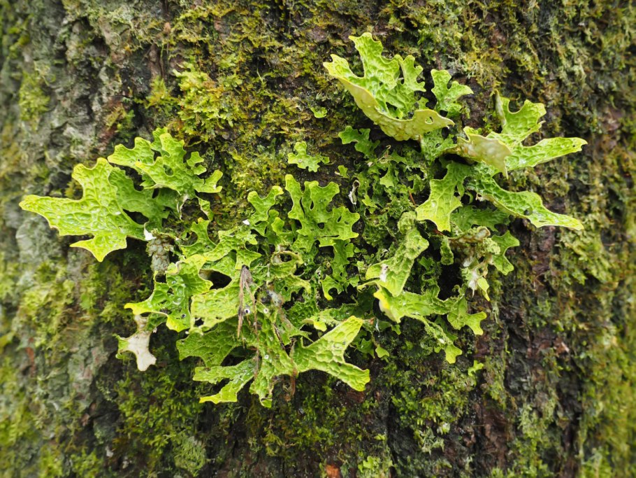Поронайский заповедник растения