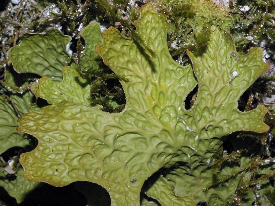 Листоватые лишайники лобария