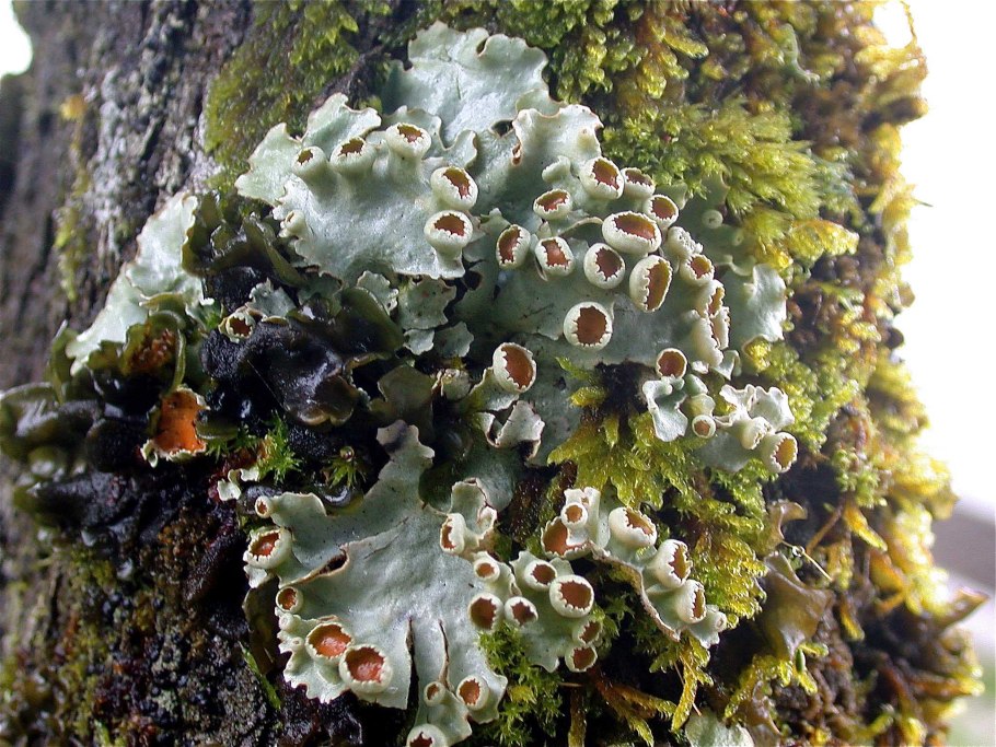 Lobaria Pulmonaria