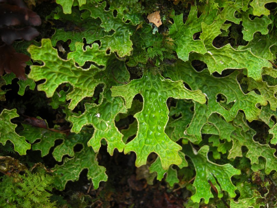 Лобария пульмонария