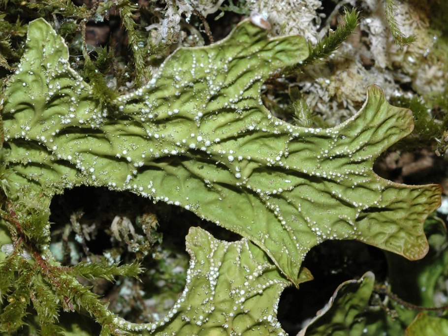 Лобария лёгочная