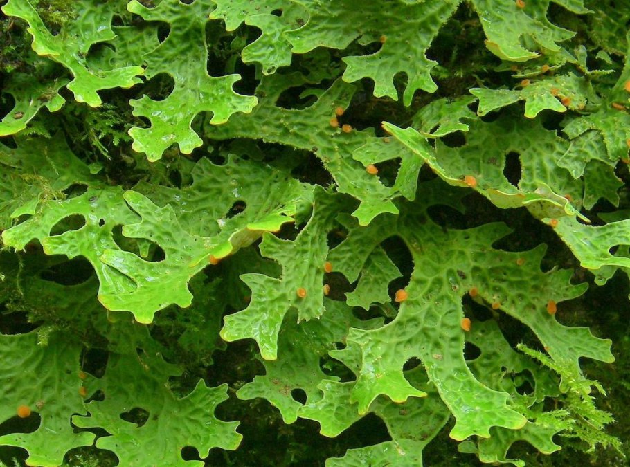 Лобария легочная Lobaria Pulmonaria