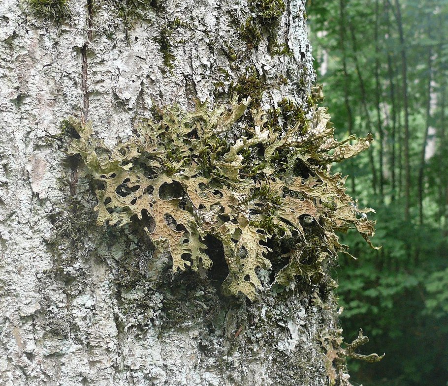 Лобария ямчатая