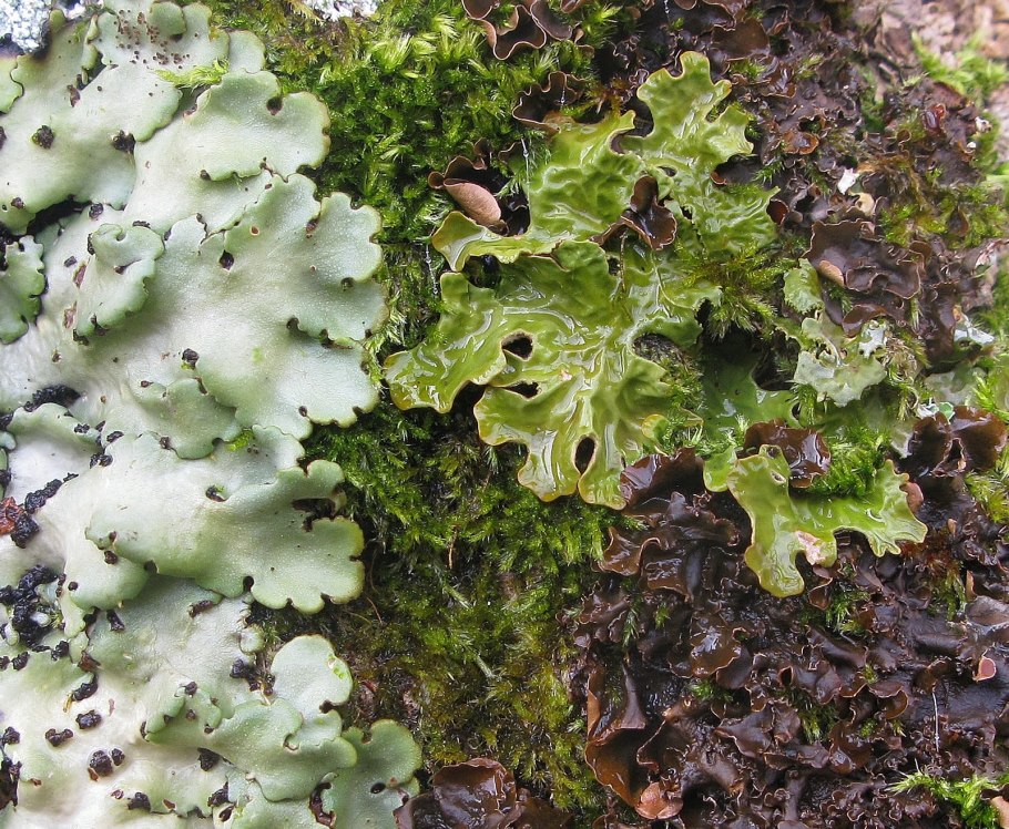 Стикта Пульмонария