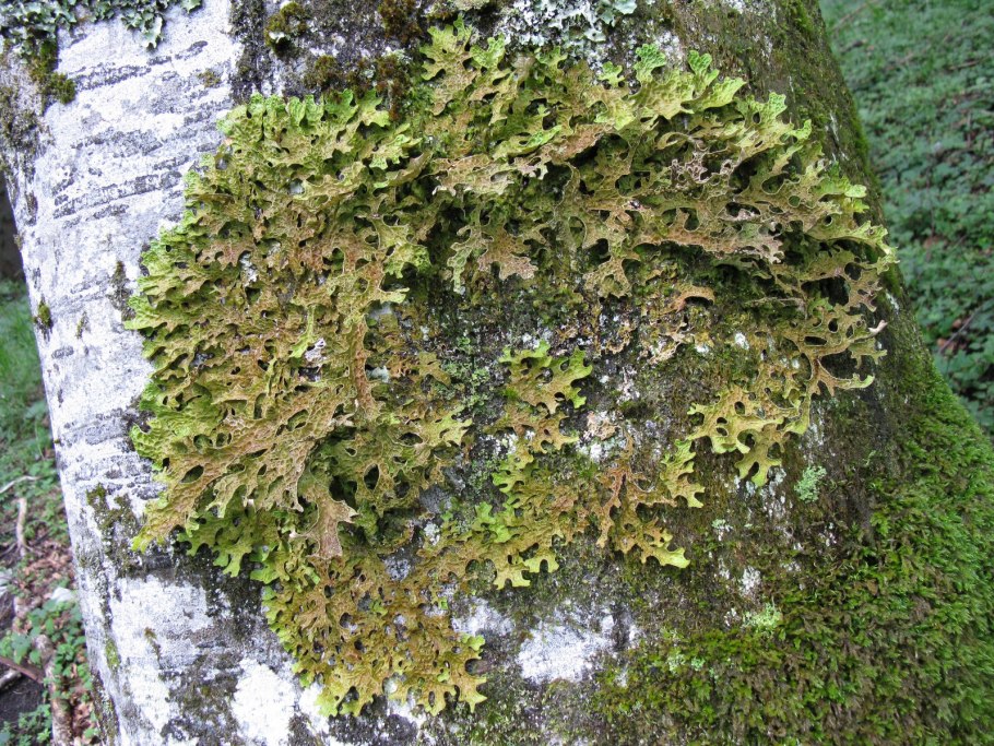 Тукнерария Лаурера