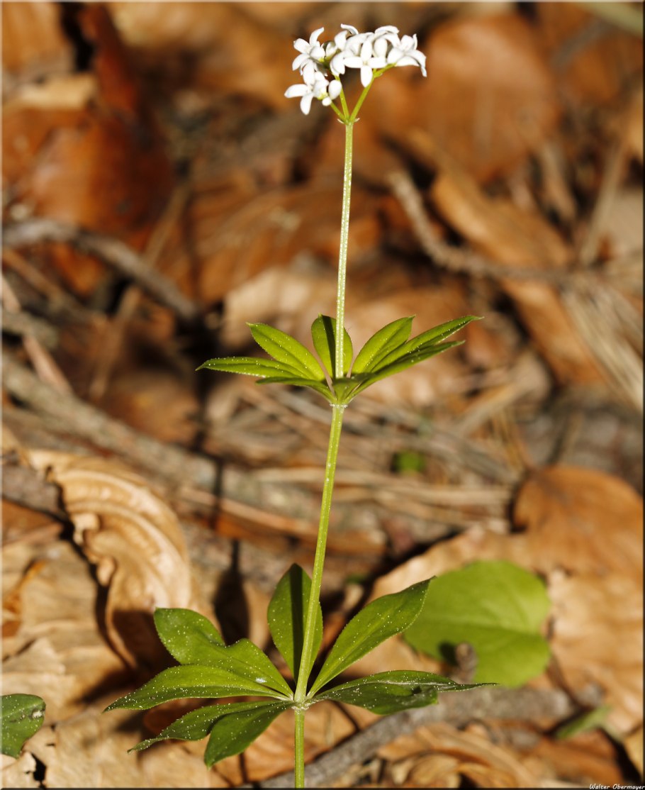 Подмаренник Galium odoratum