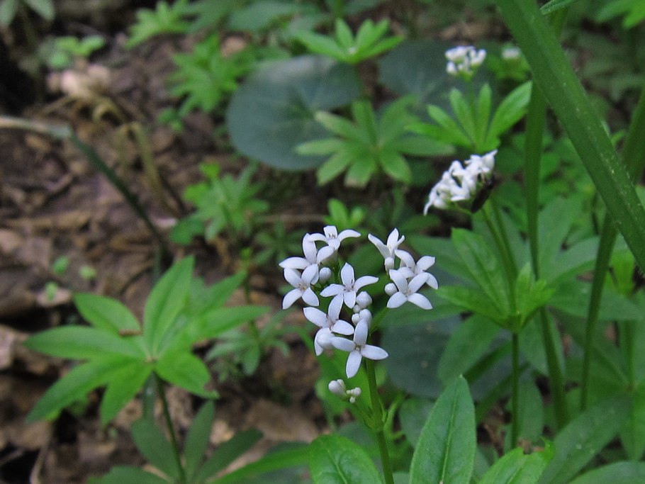 Подмаренник душистый (Galium odoratum)