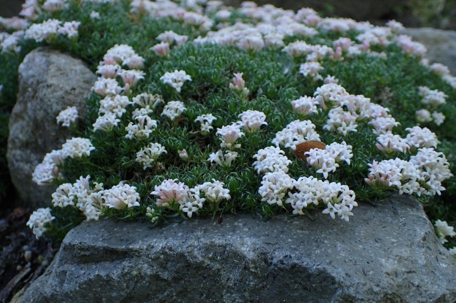 Ясменник пахучий