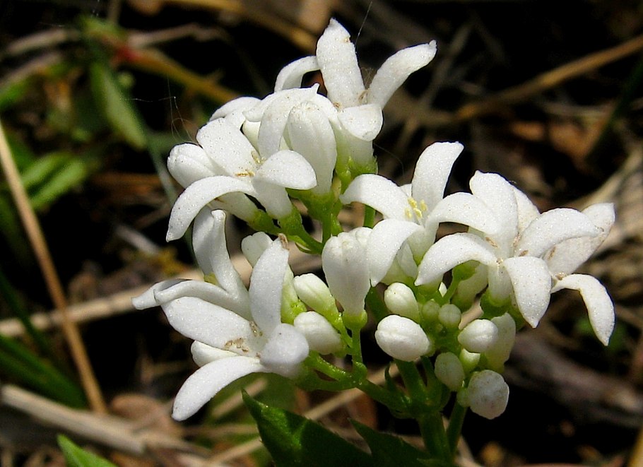 Колючник бесстебельный