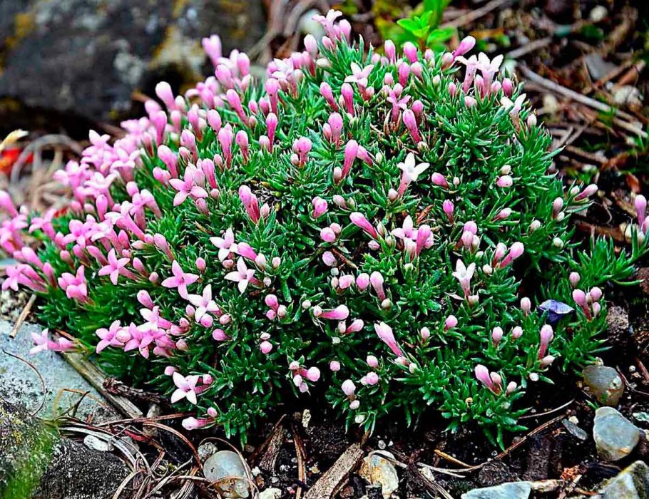 Ясменник полевой