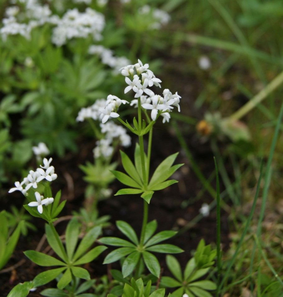 Подмаренник Galium odoratum