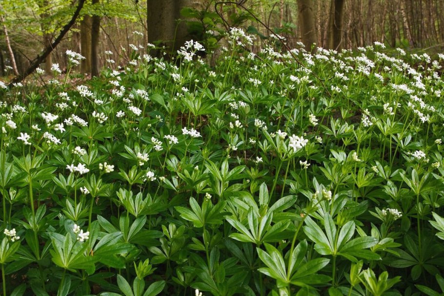 Ясменник пахучий
