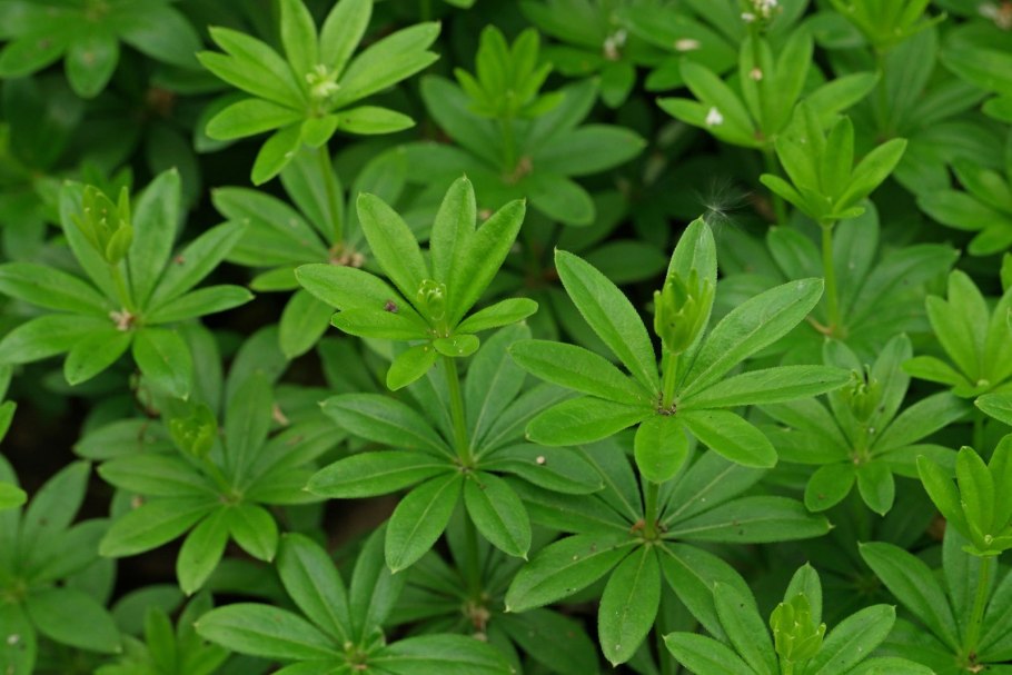 Подмаренник Ясменник